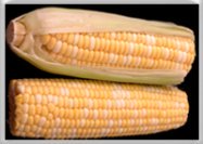 Learn about corn allergy symptoms and foods to avoid