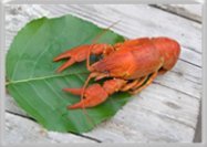 Find out about seafood allergy: fish and shellfish
