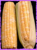 Corn Allergy