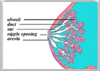 Mechanism of milk production and ejection