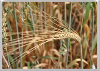 Read about wheat allergy